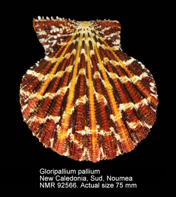Gloripallium pallium (6).jpg - Gloripallium pallium(Linnaeus,1758)